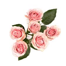 Pink Roses